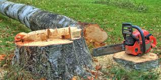 Reliable Stoughton, WI Tree Services Solutions