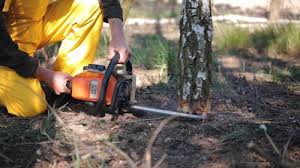 Best Tree Removal Service  in Stoughton, WI