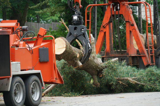 Best Tree Trimming and Pruning  in Stoughton, WI