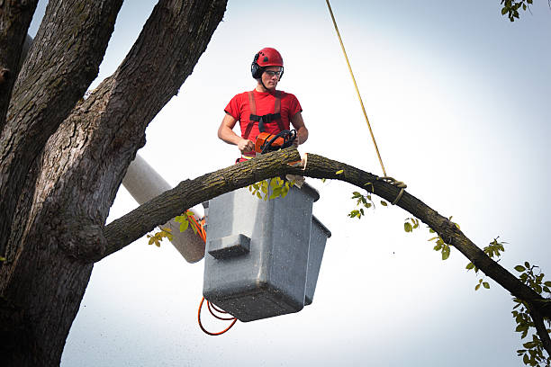 Leaf Removal in Stoughton, WI